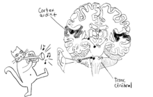 neurosciences apprendre la musique